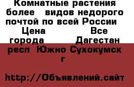 Комнатные растения более200видов недорого почтой по всей России › Цена ­ 100-500 - Все города  »    . Дагестан респ.,Южно-Сухокумск г.